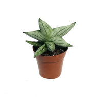 Sansevieria, 3in, Bonjii
