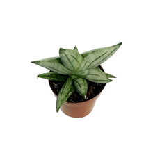 Load image into Gallery viewer, Sansevieria, 3in, Bonjii
