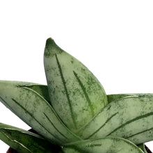 Load image into Gallery viewer, Sansevieria, 3in, Bonjii
