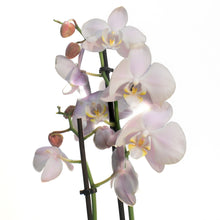 Load image into Gallery viewer, Orchid, 5in,Phal W/ Colorful Ceramic Pot

