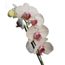 Load image into Gallery viewer, Orchid, 5in,Phal W/ Colorful Ceramic Pot
