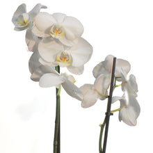 Load image into Gallery viewer, Orchid, 5in,Phal W/ Colorful Ceramic Pot
