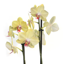 Load image into Gallery viewer, Orchid, 5in,Phal W/ Colorful Ceramic Pot
