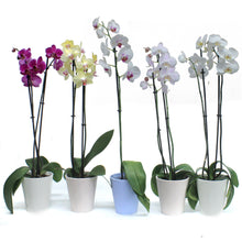 Load image into Gallery viewer, Orchid, 5in,Phal W/ Colorful Ceramic Pot
