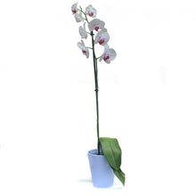 Load image into Gallery viewer, Orchid, 5in,Phal W/ Colorful Ceramic Pot
