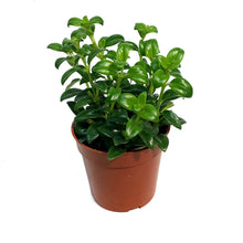Load image into Gallery viewer, Goldfish Plant, 4in, Christmas Holly
