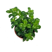 Load image into Gallery viewer, Goldfish Plant, 4in, Christmas Holly
