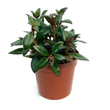 Load image into Gallery viewer, Goldfish Plant, 4in, Shady Ladies Mae
