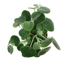 Load image into Gallery viewer, Peperomia, 4in, Felted
