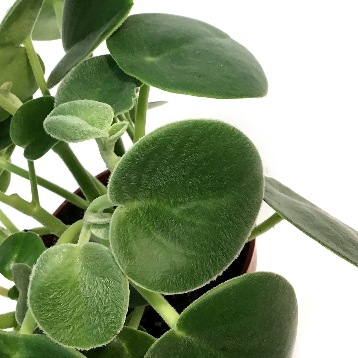 Peperomia, 4in, Felted