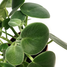 Load image into Gallery viewer, Peperomia, 4in, Felted
