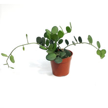 Load image into Gallery viewer, Silver Dollar Vine, 4in
