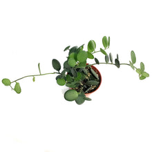 Load image into Gallery viewer, Silver Dollar Vine, 4in
