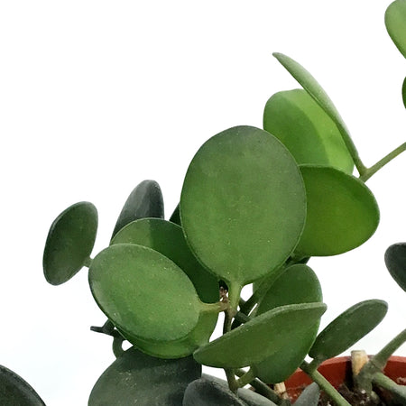 Silver Dollar Vine, 4in