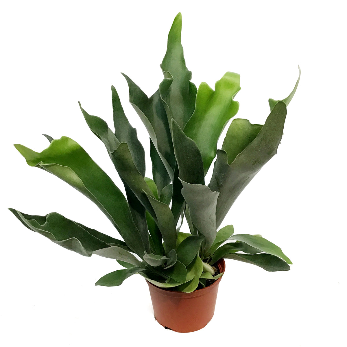 Fern, 6in, Dutch Staghorn
