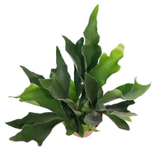Load image into Gallery viewer, Fern, 6in, Dutch Staghorn
