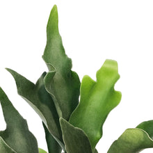 Load image into Gallery viewer, Fern, 6in, Dutch Staghorn
