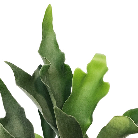 Fern, 6in, Dutch Staghorn