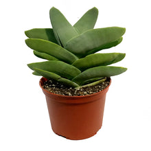 Load image into Gallery viewer, Succulent, 6in, Propeller Plant
