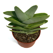 Load image into Gallery viewer, Succulent, 6in, Propeller Plant
