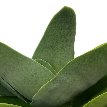 Succulent, 6in, Propeller Plant