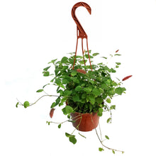 Load image into Gallery viewer, Acalpha, 6in Hanging Basket, Firetails
