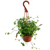 Acalpha, 6in Hanging Basket, Firetails