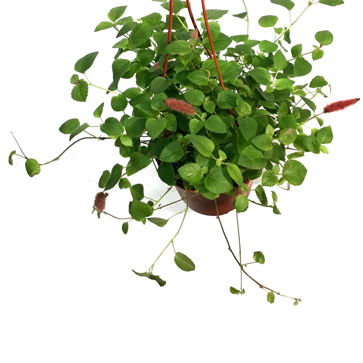Acalpha, 6in Hanging Basket, Firetails