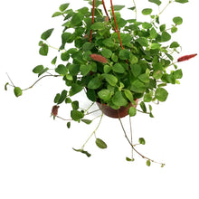 Load image into Gallery viewer, Acalpha, 6in Hanging Basket, Firetails
