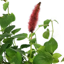 Load image into Gallery viewer, Acalpha, 6in Hanging Basket, Firetails
