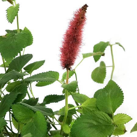 Acalpha, 6in Hanging Basket, Firetails