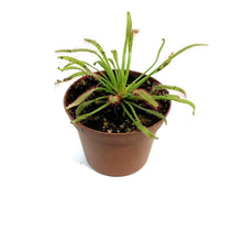 Load image into Gallery viewer, Sundew, 3in, Cape
