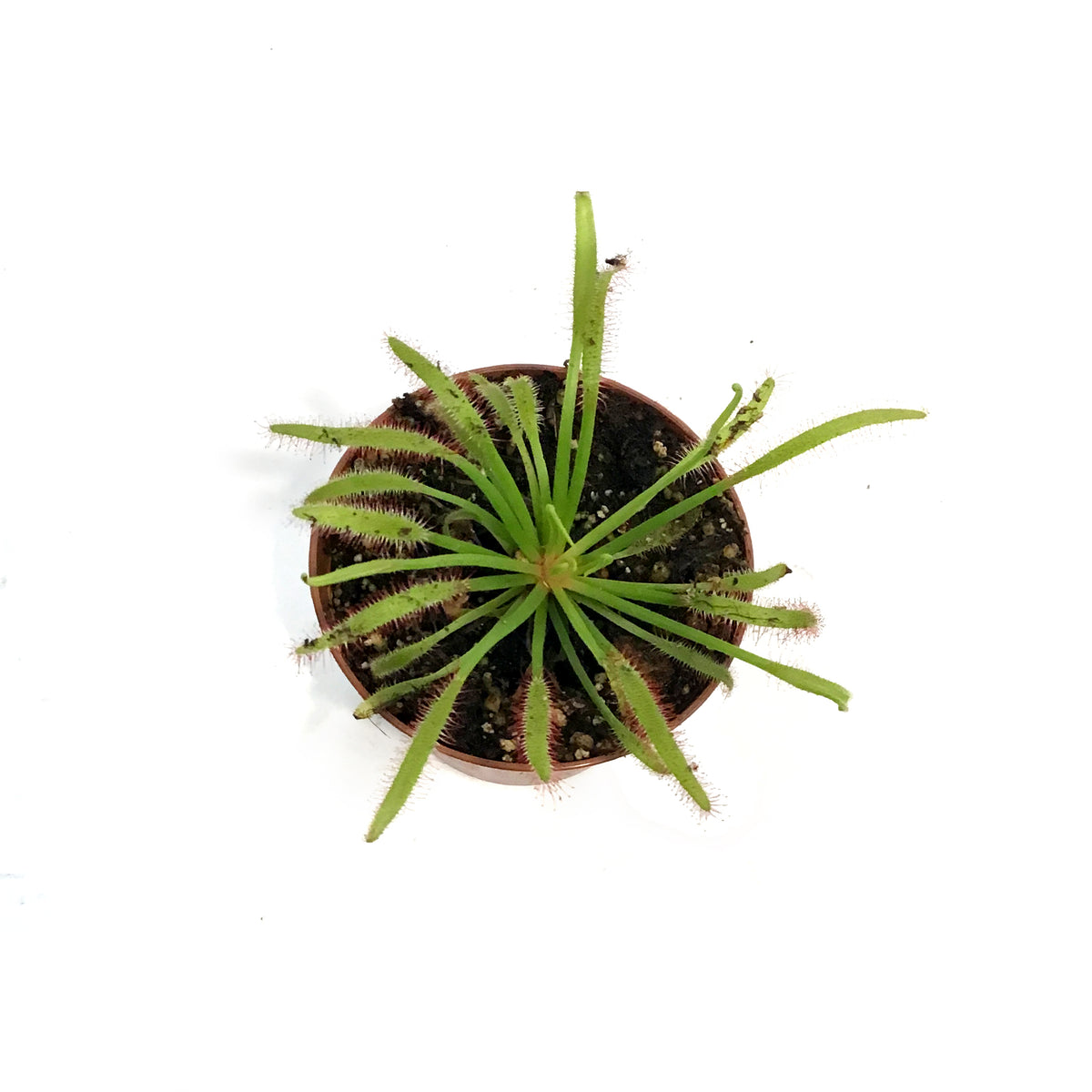Sundew, 3in, Cape