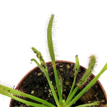 Sundew, 3in, Cape