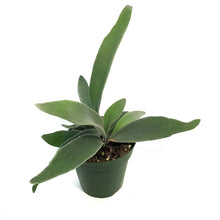 Load image into Gallery viewer, Fern, 4in, Staghorn Silver
