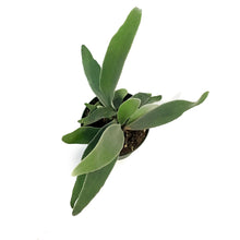 Load image into Gallery viewer, Fern, 4in, Staghorn Silver

