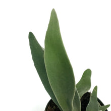 Load image into Gallery viewer, Fern, 4in, Staghorn Silver
