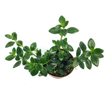 Load image into Gallery viewer, Goldfish Plant, 4in, Gregarius
