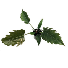 Load image into Gallery viewer, Philodendron, 4in, Caramel Pluto
