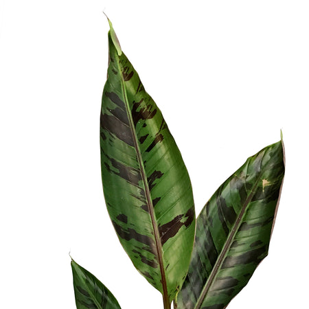 Banana, 6in, Zebrina Rojo