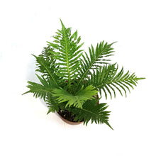 Load image into Gallery viewer, Fern, 6in, Silver Lady

