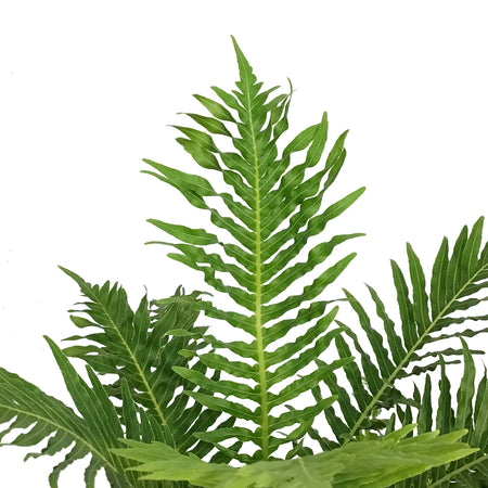 Fern, 6in, Silver Lady