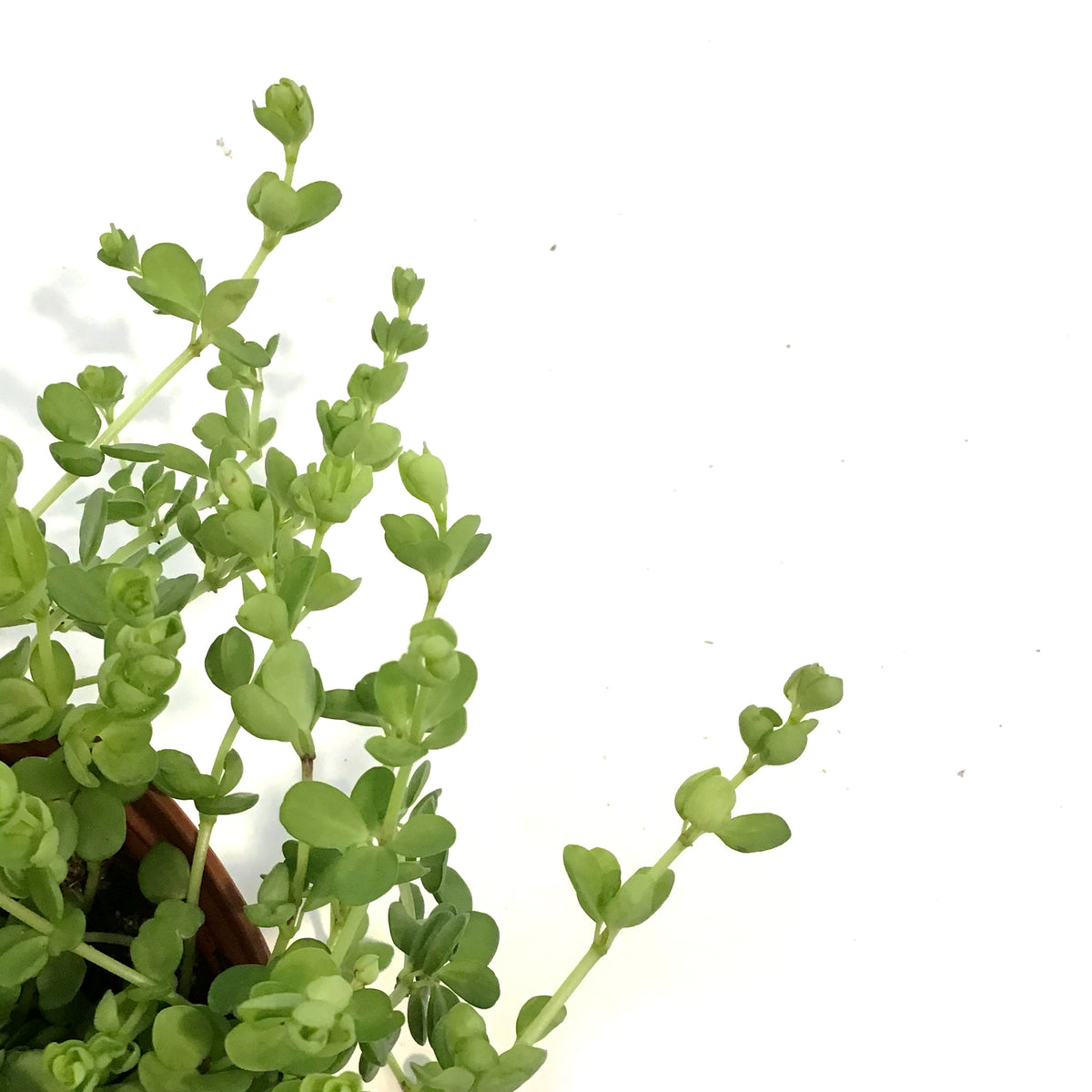 Peperomia, 6in, Deppeana