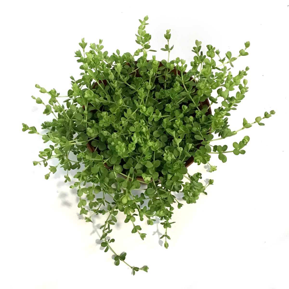 Peperomia, 6in, Deppeana