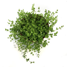 Load image into Gallery viewer, Peperomia, 6in, Deppeana
