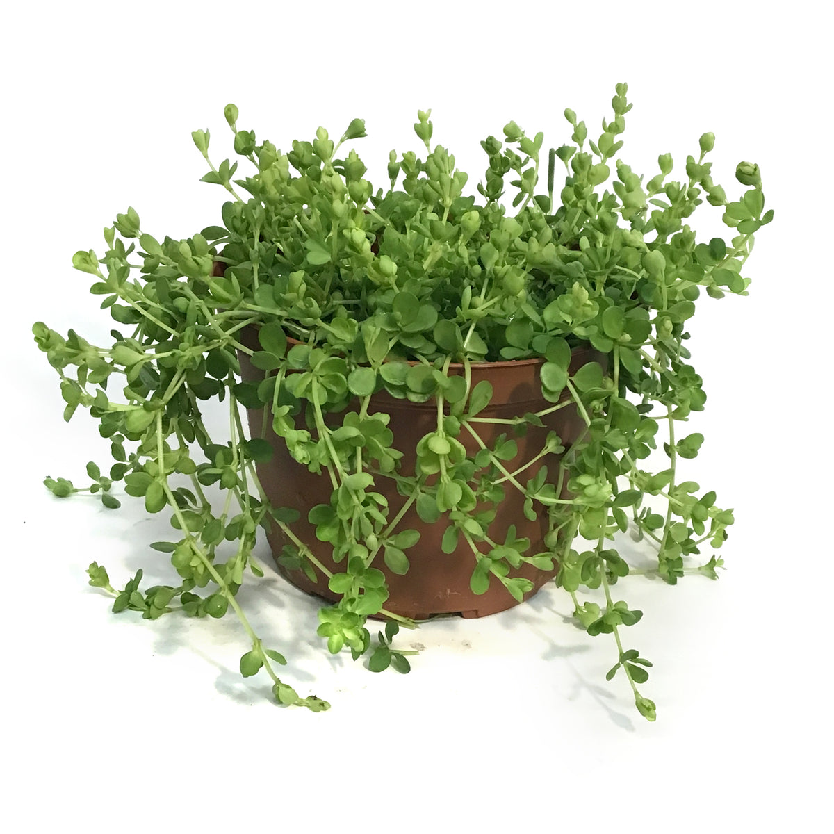 Peperomia, 6in, Deppeana