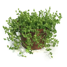 Load image into Gallery viewer, Peperomia, 6in, Deppeana
