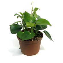 Load image into Gallery viewer, Peperomia, 6in, Raindrop
