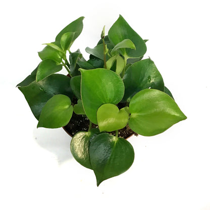 Peperomia, 6in, Raindrop