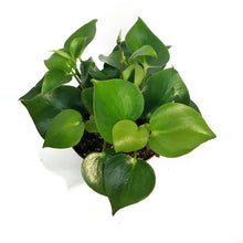 Load image into Gallery viewer, Peperomia, 6in, Raindrop
